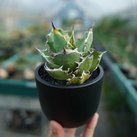 絶対損しない！初めてのアガベにオススメな株をアップします