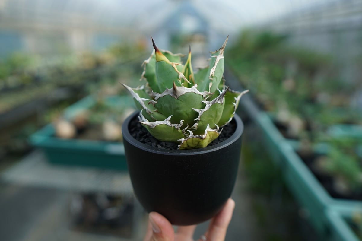 極上親株 アガベ チタノタ fo76 アガベ チタノタ FO-76 | GREEN LUCK