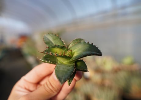 agave titanota ソーラーエクリプス　 NO.2
