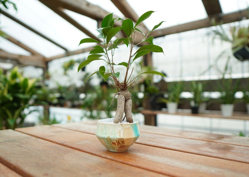 ガジュマル No.2 | mana's farm:塊根植物・アガベ・ドライガーデン植物