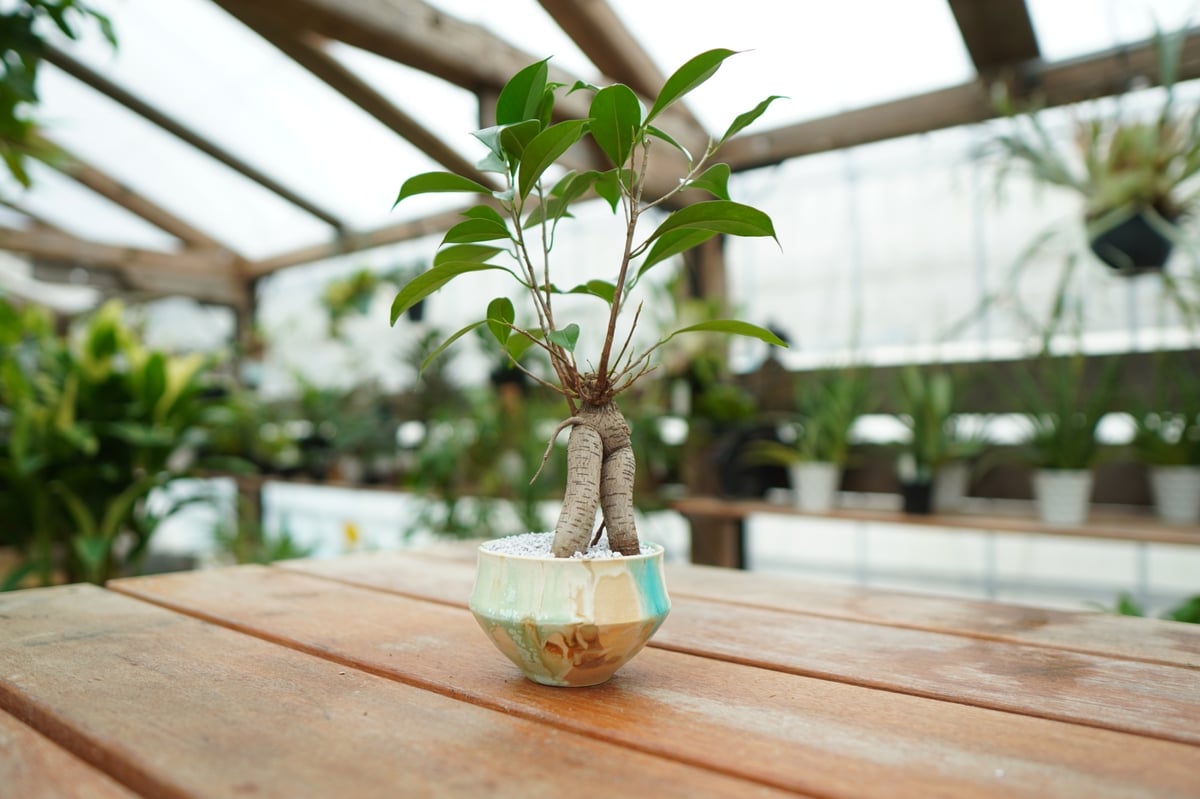 がじゅまる　No10 楽天市場】＼育てやすい／ガジュマル 鉢植え(受け皿付き