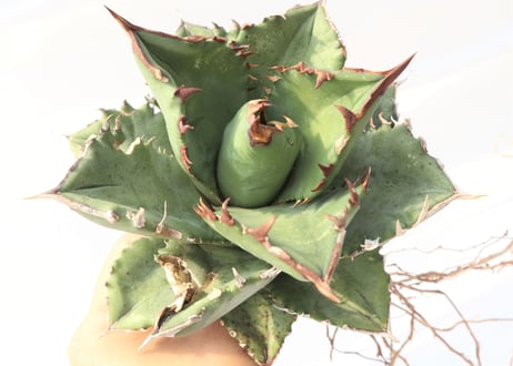 Agave titanota FO-76 compacta dwarf