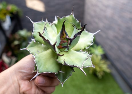 Agave ハデス 黒獄 A  NO.2
