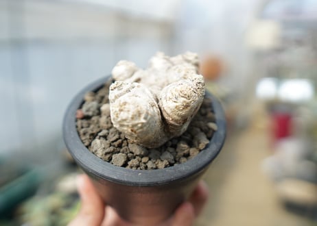 パキポディウム　恵比寿笑い　Pachypodium brevicaule