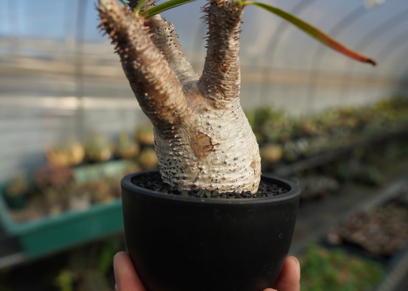 パキポディウム グラキリス Pachypodium Gracilius No.7 | ma
