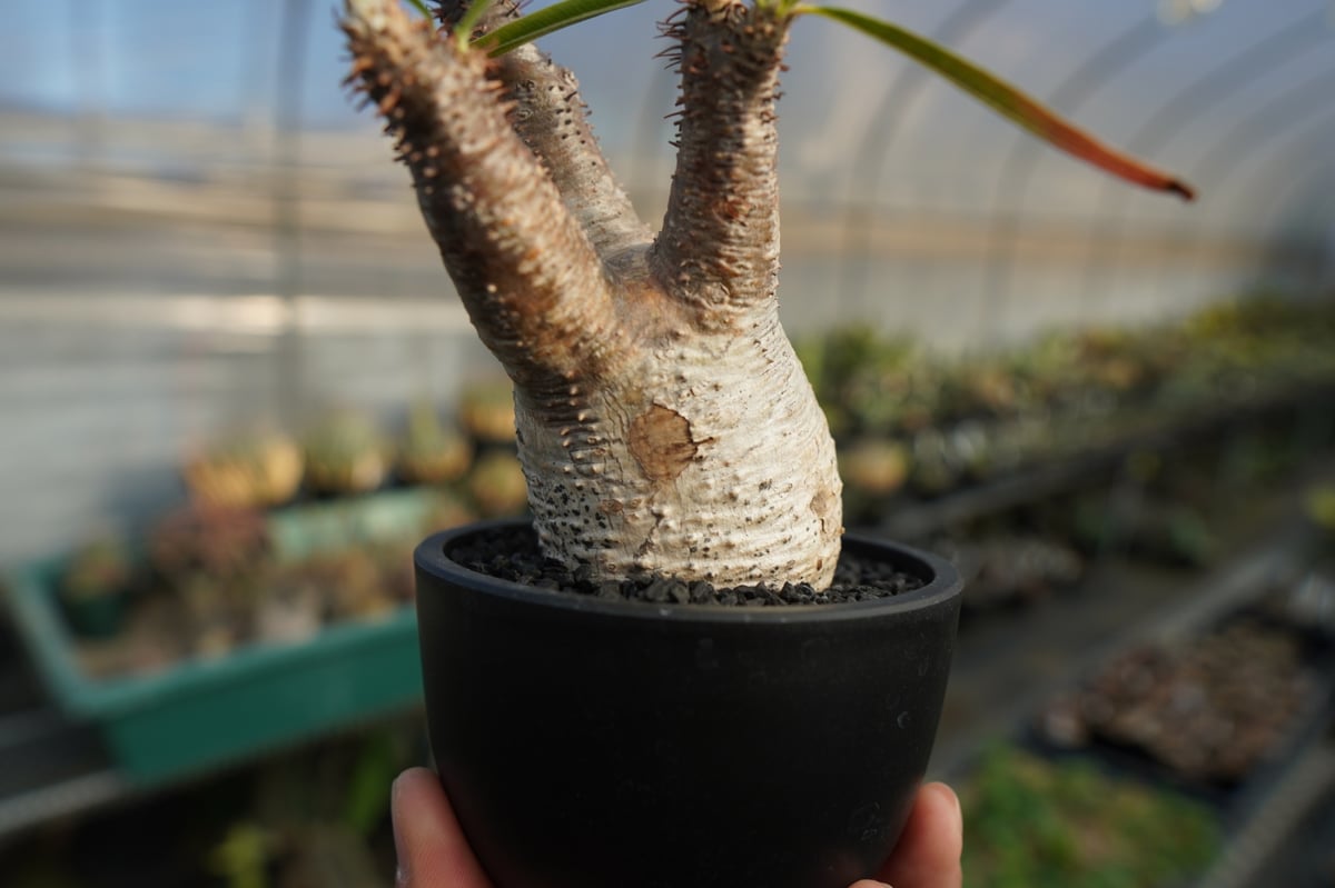 パキポディウム グラキリス Pachypodium gracilius ⑦ パキポディウム グラキリス Pachypodium Gracilius No.7 | ma