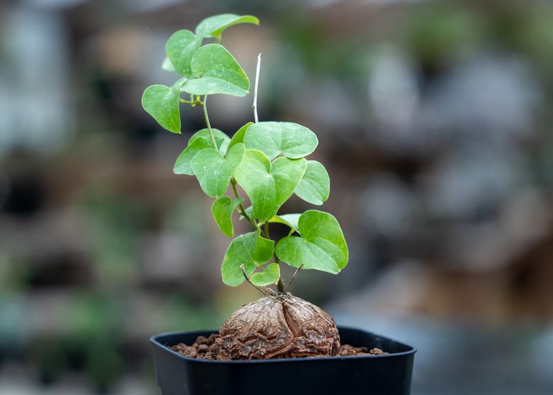 亀甲竜 亀甲竜 コーデックス 多肉植物 塊根植物 | PLARE