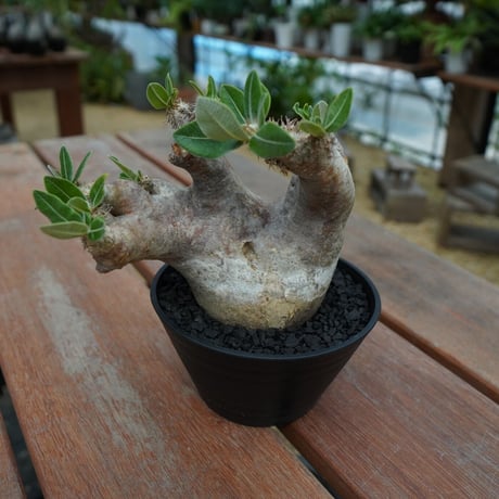 pachypodium eburneum パキポディウム     エブレネウム