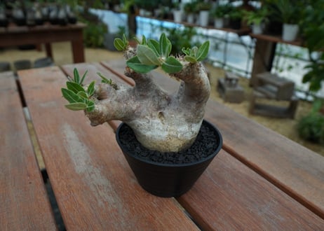 パキポディウム　エブレネウム　Pachypodium eburneum  No.1