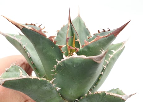 Agave titanota FO-76 compacta dwarf  no.５