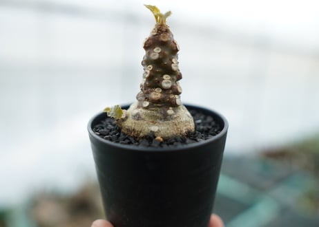 ドルステニア フォエチダ Dorstenia foetida　No.2