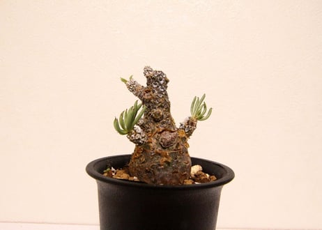 チレコドン　ペアルソニー　Tylecodon pearsonii