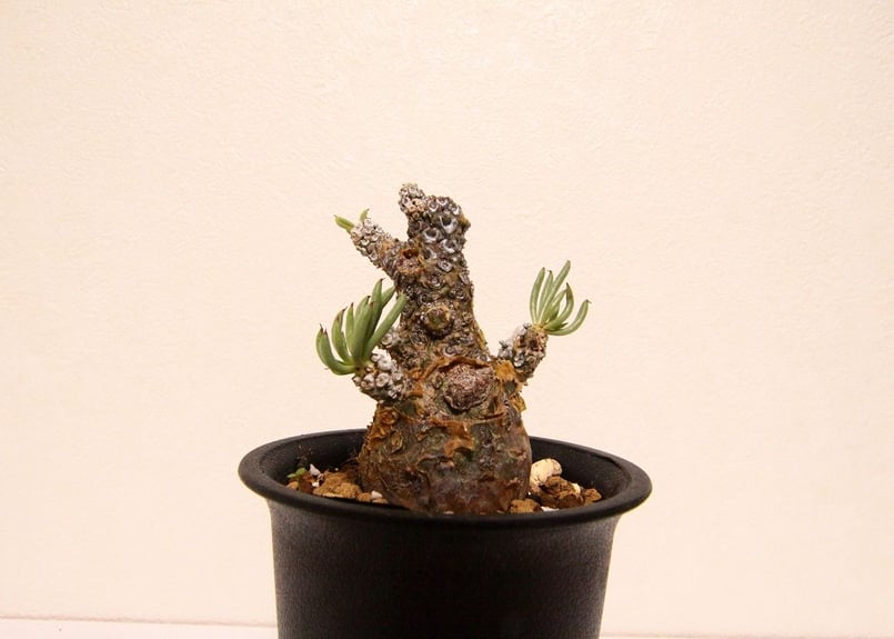 【実生】チレコドン　ペアルソニー チレコドン ペアルソニー Tylecodon pearsonii | mana's farm: