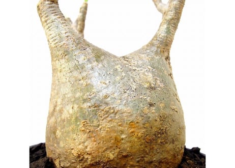 パキポディウム  グラキリス　 Pachypodium Gracilius №１