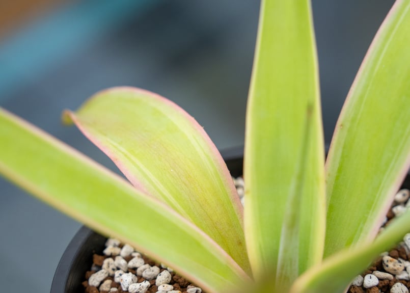 アガベ ベネズエラ 沖縄管理株 | mana's farm:塊根植物・アガベ