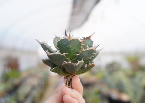 agave titanota  FO-76　No.5