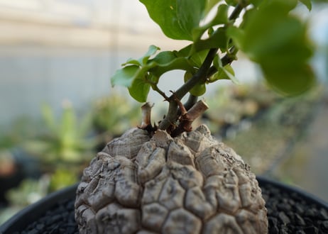 亀甲竜　Dioscorea elephantipes　No.2