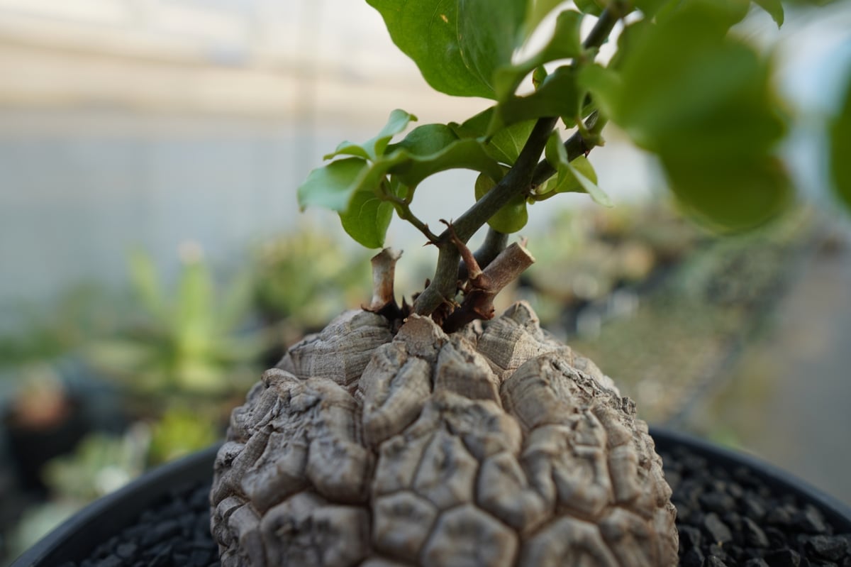 亀甲竜 Dioscorea elephantipes No.2 | mana's farm:塊