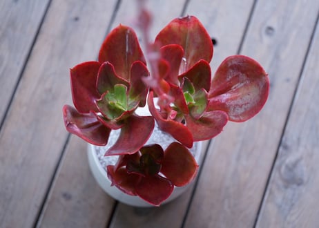 Echeveria