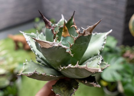 Agave titanota 白鯨嚴龍 A NO.1