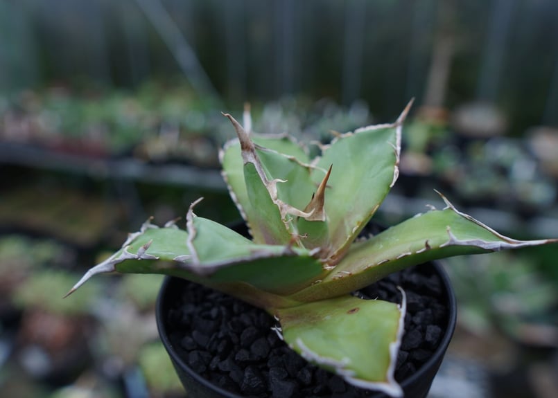 アガベ チタノタ 獅子光 agave titanota Lion light 子株 No.4