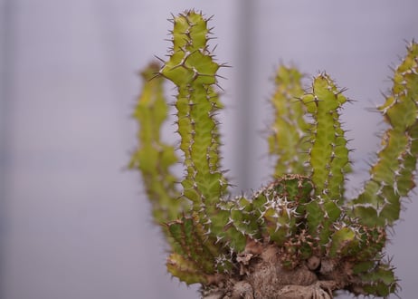 ユーフォルビア ノベリー　Euphorbia knobelii