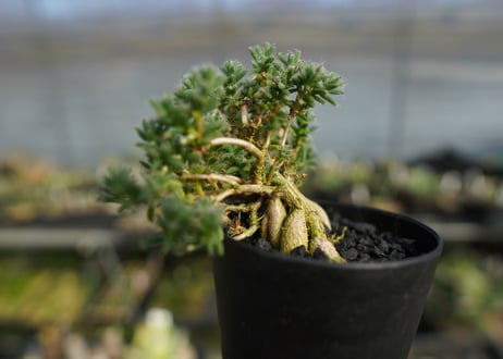 トリコディアデマ ステラツム　Trichodiadema stellatum