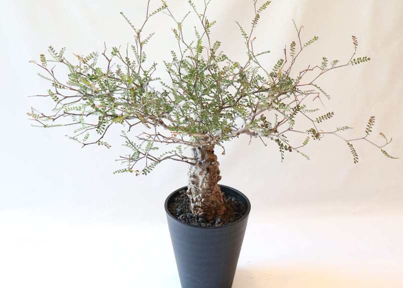 オペルクリカリア デカリー | mana's farm:塊根植物・アガベ・ドライ