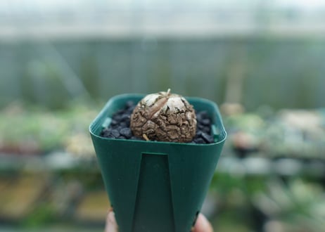 亀甲竜　Dioscorea elephantipes　No.6