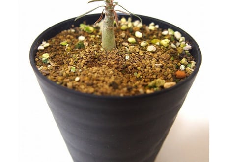 Pachypodium    パキポディウム　グラキリス 実生苗