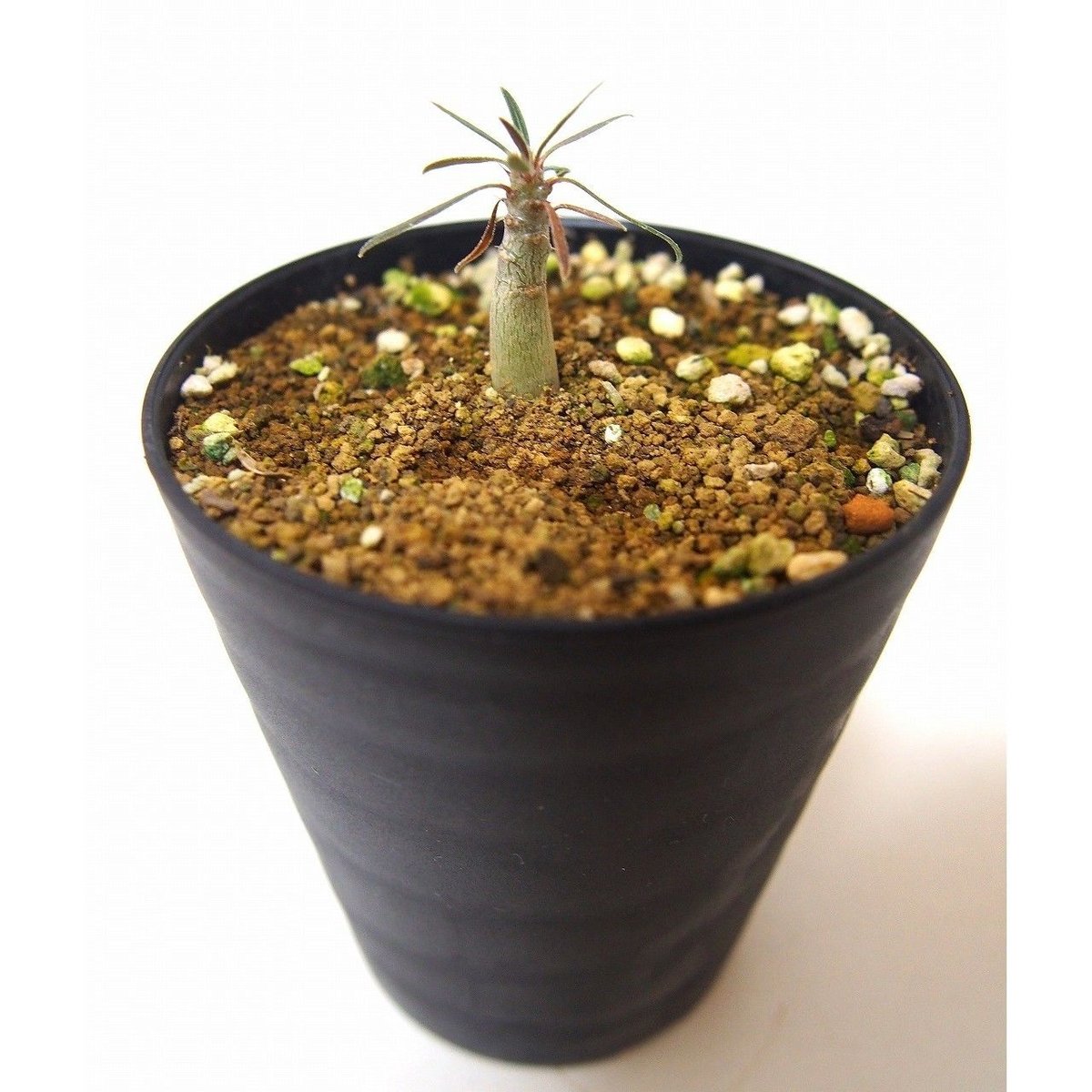 Pachypodium パキポディウム グラキリス 実生苗 | mana's farm: