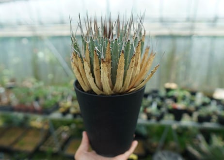アガベ　ユタエンシス　Agave uthaensis　No.3