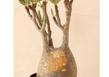 Pachypodium Gracilius パキポディウム  グラキリス  №２
