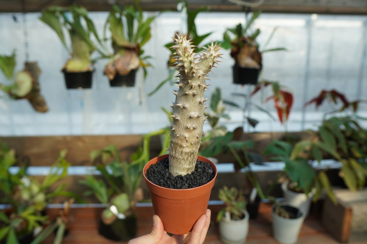 デンシフローラム　ムチムチ　特大4株セット デンシフローラム ムチムチ 特大4株セット