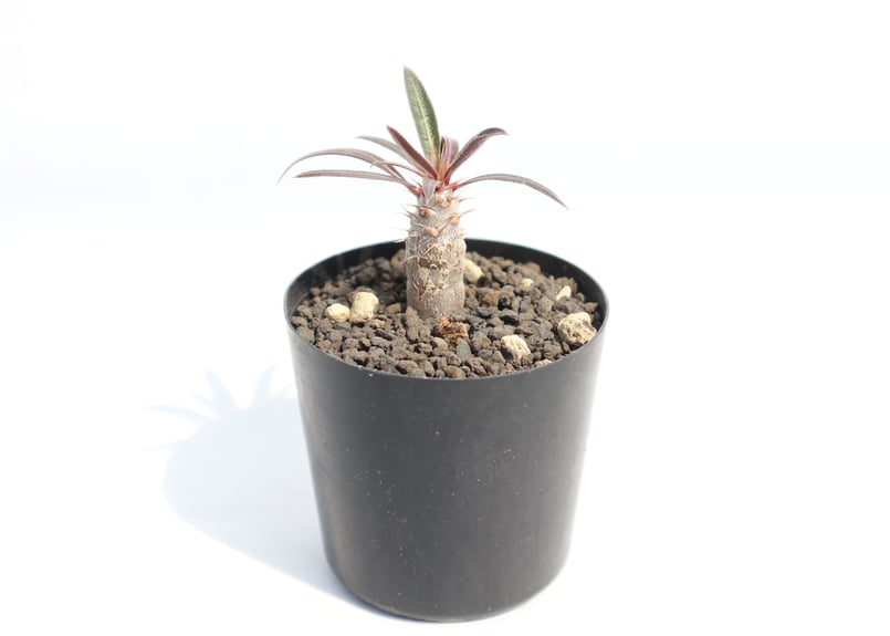 パキポディウム カクチペス 実生 №2 | mana's farm:塊根植物・アガベ