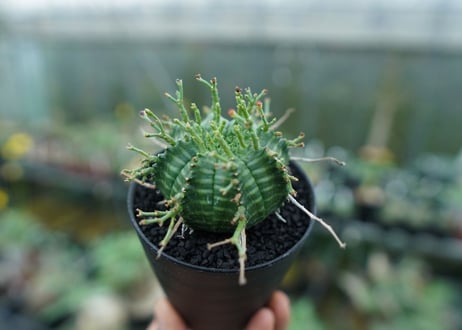 ユーフォルビア　バリダ　Euphorbia valida　No.3