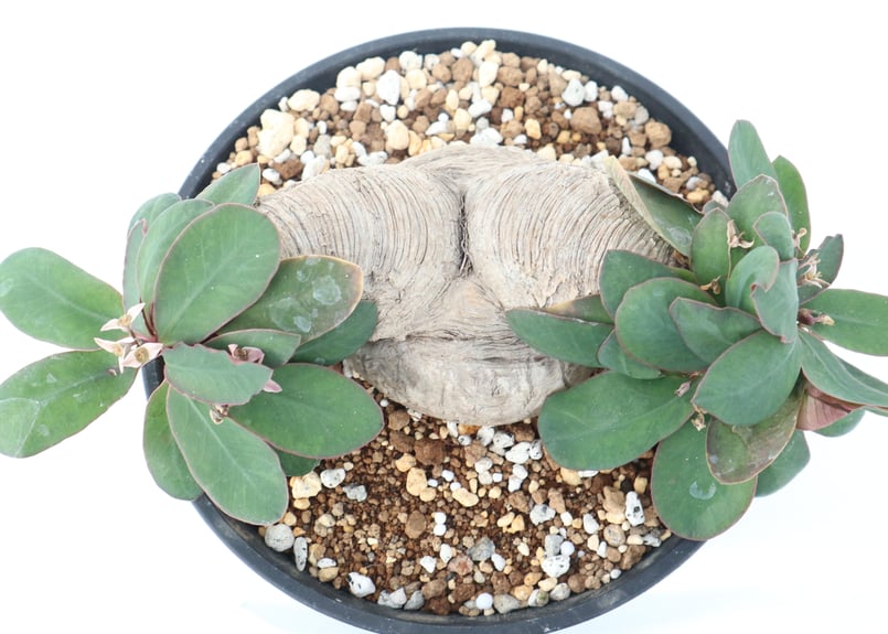 ユーフォルビア　イトレメンシス　現地球 ユーフォルビア イトレメンシス | mana's farm:塊根植物・アガベ