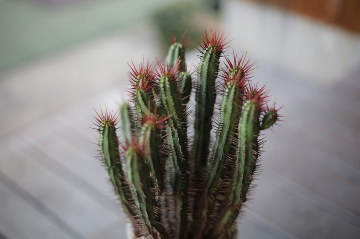 ユーフォルビア エノプラ ユーフォルビア・エノプラ（紅彩閣）の基本情報・育て方｜多肉