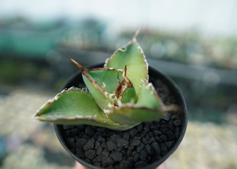 アガベ　チタノタ　白鯨　Agave titanota White whale　No.4
