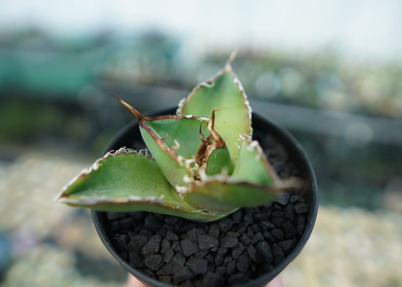 アガベ チタノタ 白鯨 親株 4号サイズ鉢付き アガベ チタノタ 白鯨 親株 4号サイズ鉢付き Agave Titanota