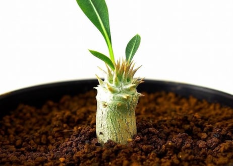 Pachypodium rosulatum var. horombense　パキポディウム ホロンベンセ　実生苗  №2