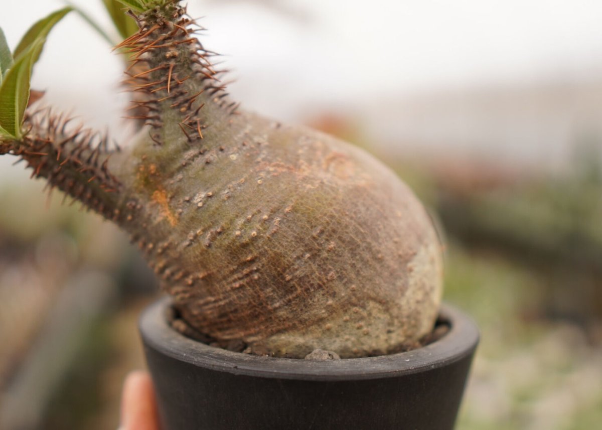 パキポディウム グラキリス B NO.6 | mana's farm:塊根植物・アガベ