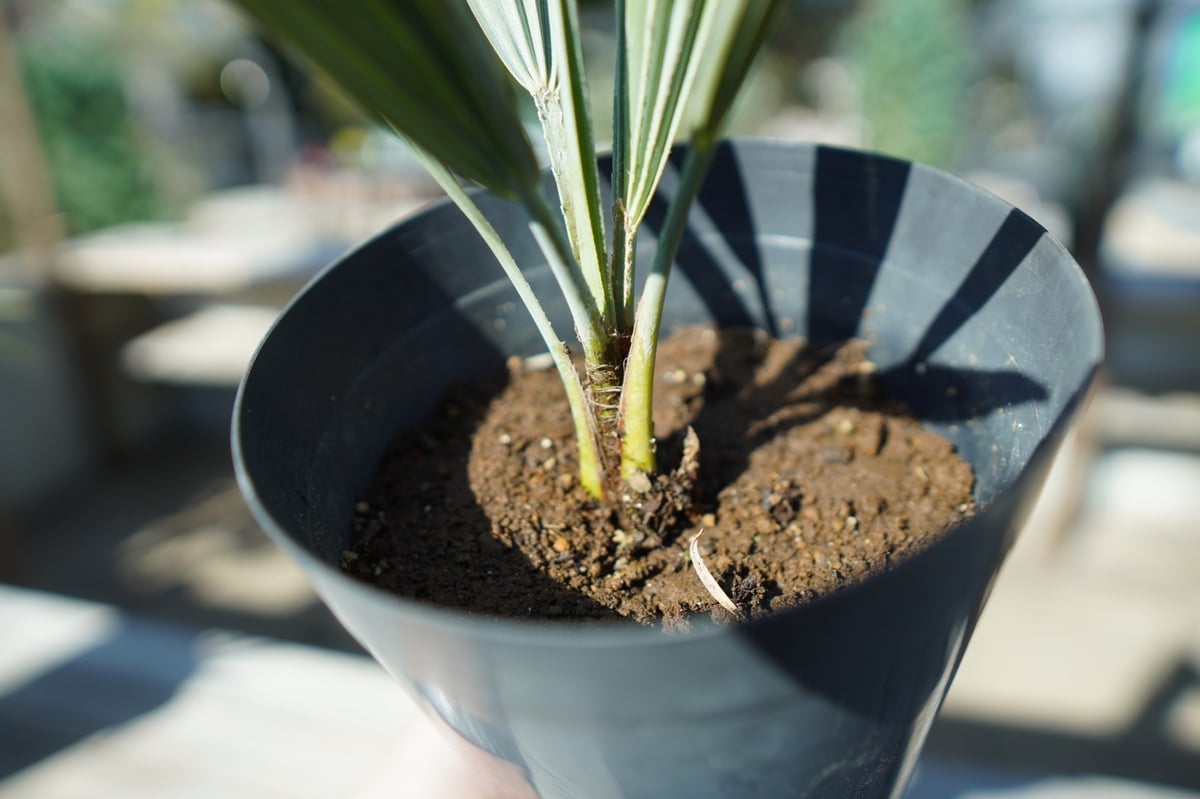 ブラヘア アルマータ　10号 美株オススメ】☆ブラヘアアルマータ☆10号 苗 種子]Brahea armata