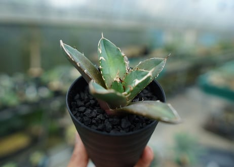アガベ　チタノタ　鬼爪雪峰  Agave titanota “Onitsume Yukimine”　No.4