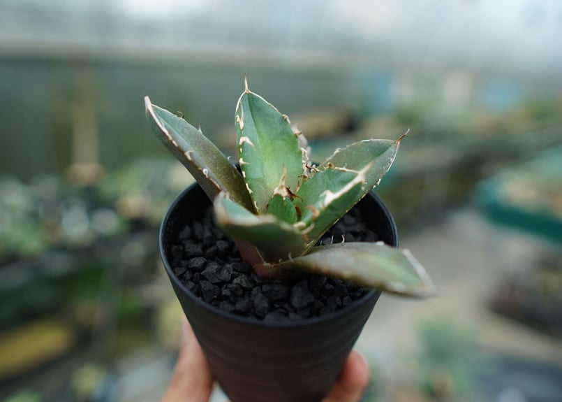 アガベ チタノタ 鬼爪雪峰 Agave titanota “Onitsume Yukimin...