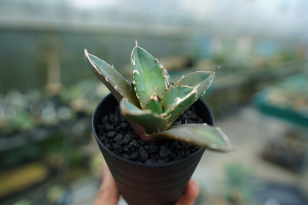 アガベ チタノタ 鬼爪雪峰 Agave titanota “Onitsume Yukimin