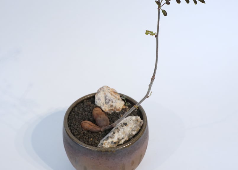 （キク茂）オペルクリカリアデカリー（根ざし） fit=scale-down,w=1200