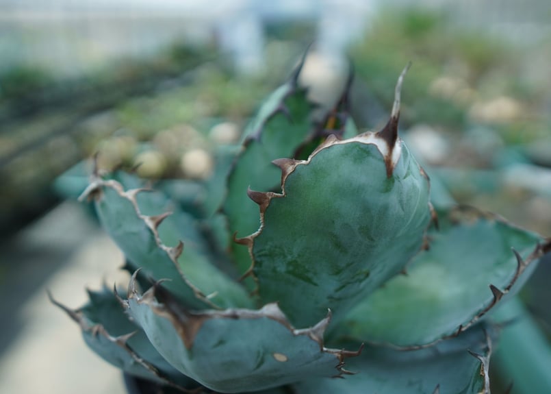 アガベ　チタノタ　Black and Blue アガベ チタノタ ブラック&ブルー(ブラックアンドブルー) 3.5号