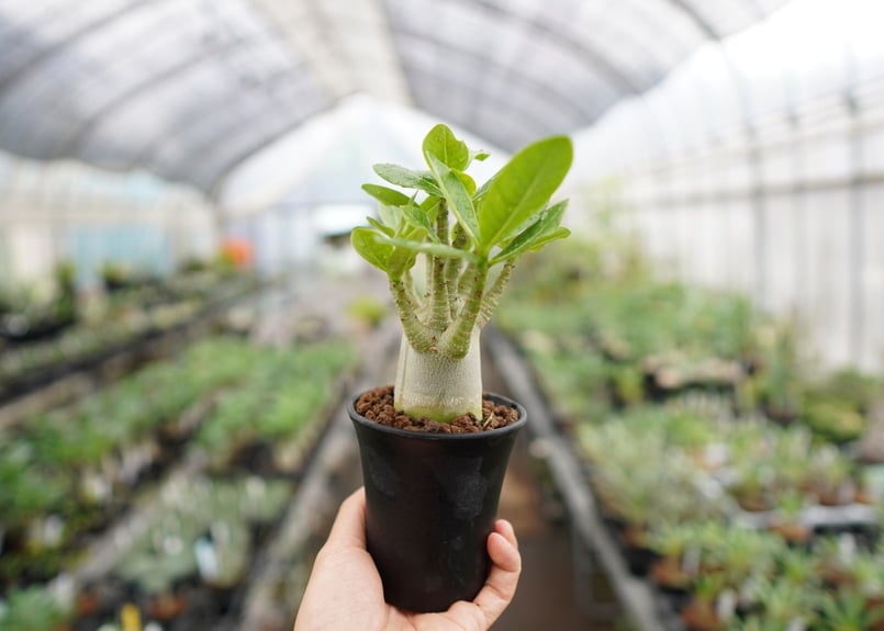 まるでご神木！】アデニウム スーパードワーフ タイ実生《2