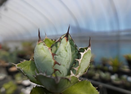 agave titanota ブラック＆ブルー　No.3